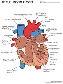 wear red february is american heart month 002.jpg